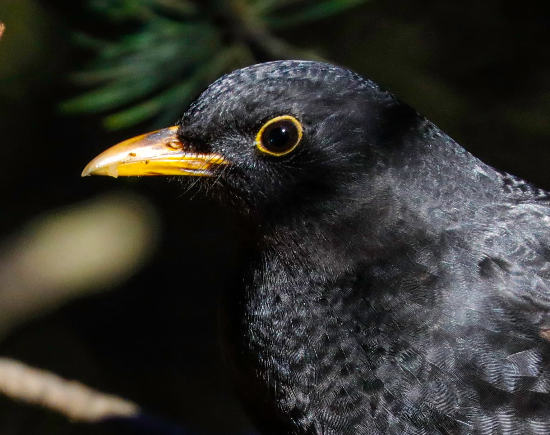 Birding in Iceland with a private guide